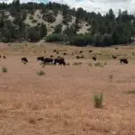 Tag 10 · Bryce Canyon → Zion – Bisons auf dem Weg zum Zion NP