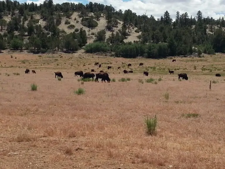 Tag 10 · Bryce Canyon → Zion – Bisons auf dem Weg zum Zion NP